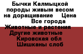 Бычки Калмыцкой породы живым весом на доращивание. › Цена ­ 135 - Все города Животные и растения » Другие животные   . Кировская обл.,Шишканы слоб.